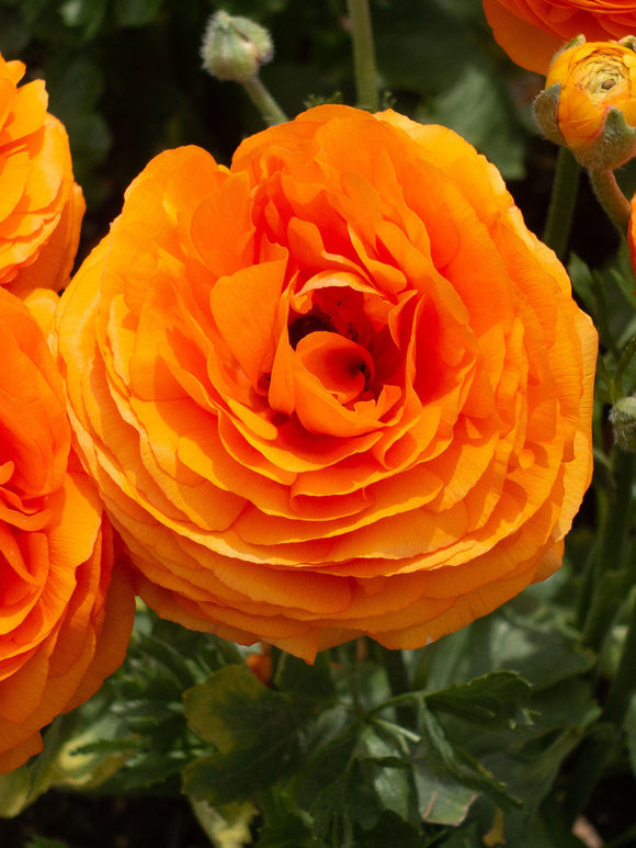 Italian Ranunculus Elegance Clementine