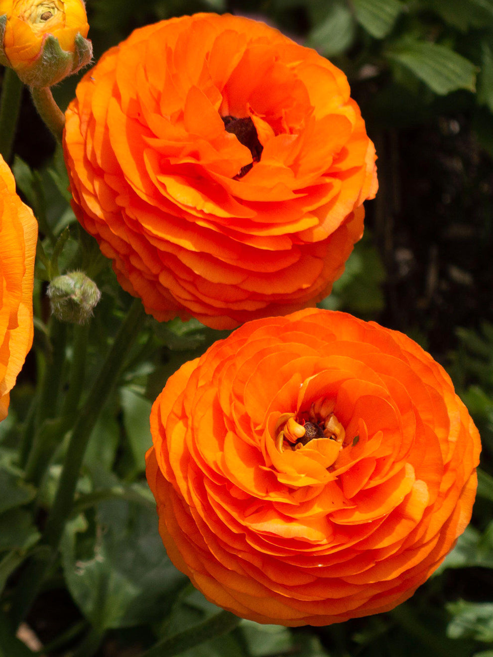 Italian Ranunculus Vs Ranunculus Elegance Clementine - Italian Ranunculus | DutchGrown™