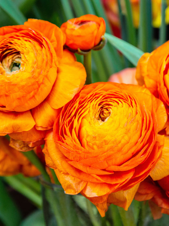 Italian Ranunculus Elegance Clementine