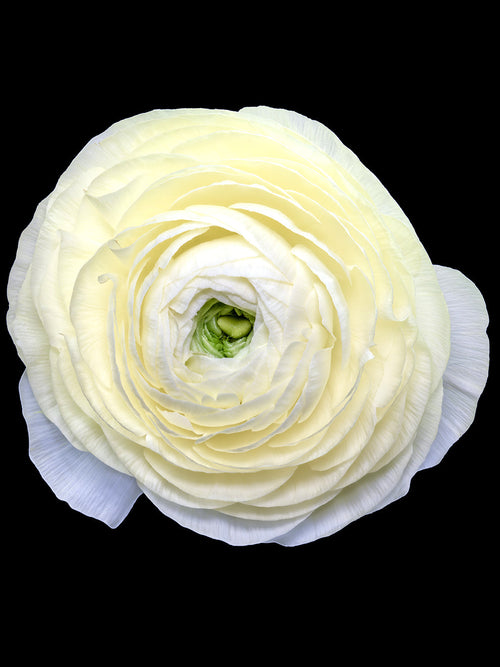 Ranunculus Elegance Crema