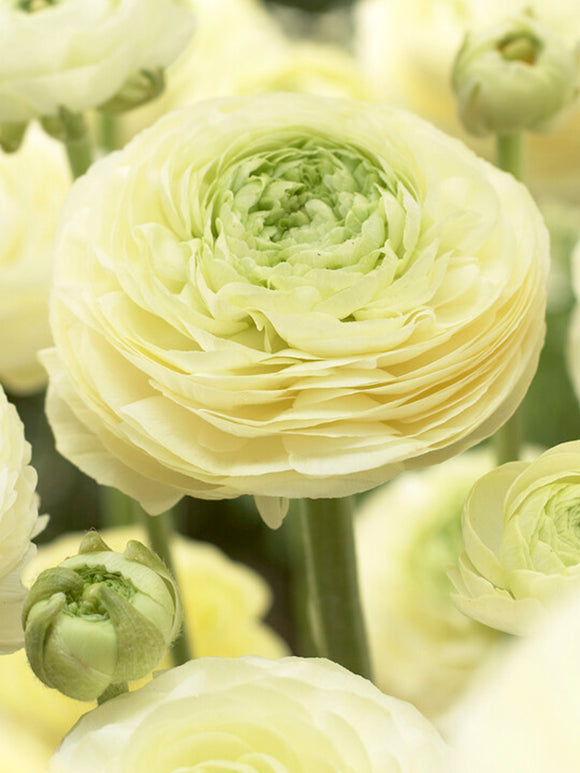 Italian Ranunculus Elegance Crema