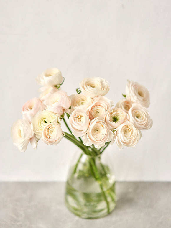 Buy Italian Ranunculus Elegance Crema