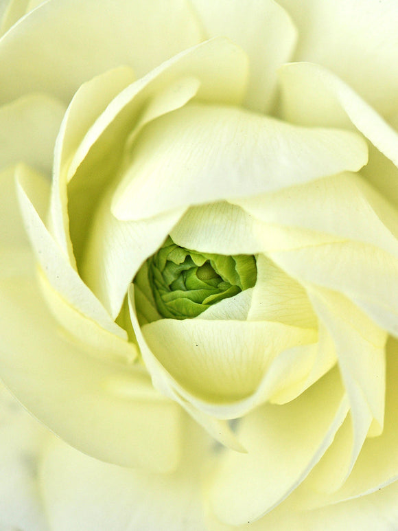 Italian Ranunculus Elegance Crema Bulbs