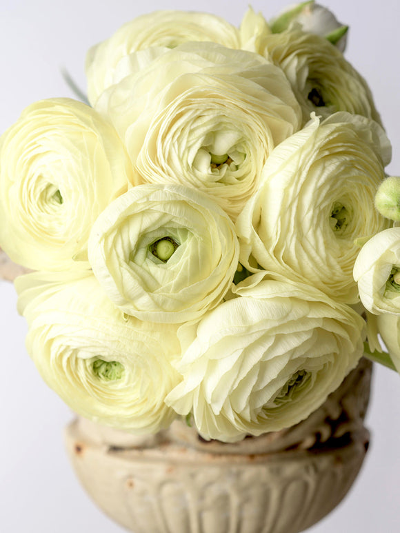 Italian Ranunculus Elegance Crema