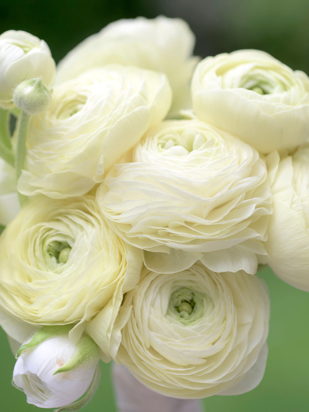 Closed Ranunculus Elegance Crema - Italian Ranunculus | DutchGrown™