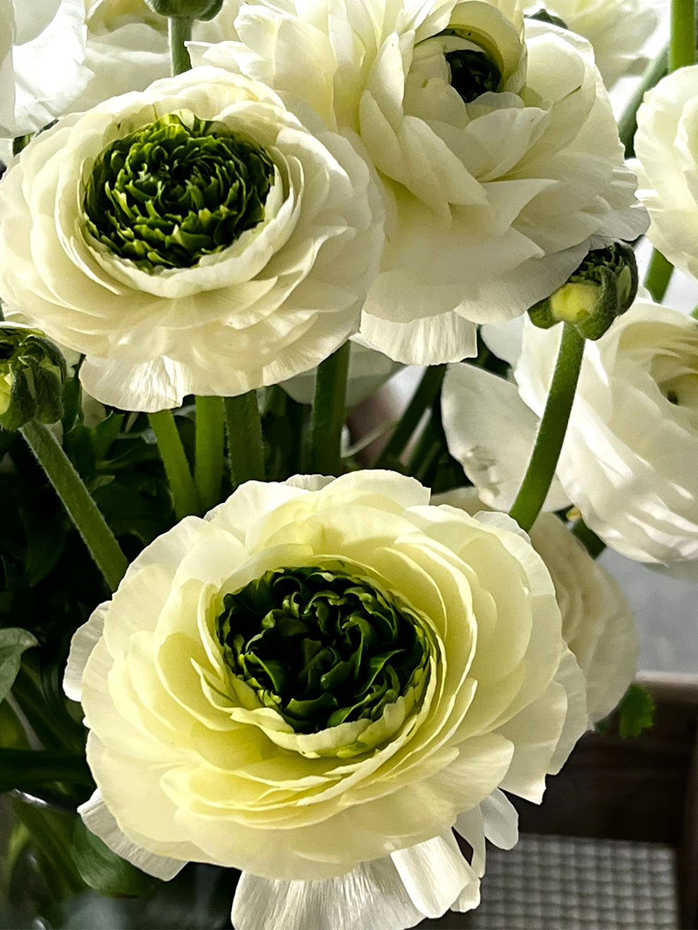 Italian Ranunculus Milka Growing Guide: How to Grow Italian Ranunculus