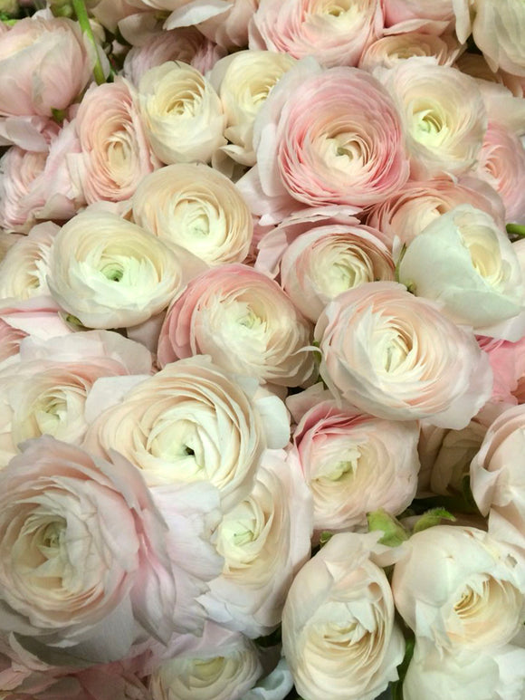 Italian Ranunculus Elegance La Dolce Vita