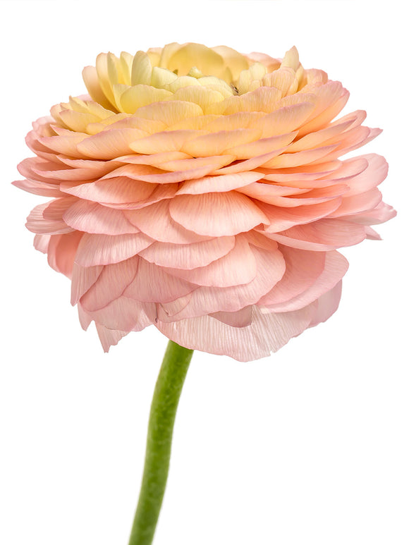 Italian Ranunculus Elegance La Dolce Vita