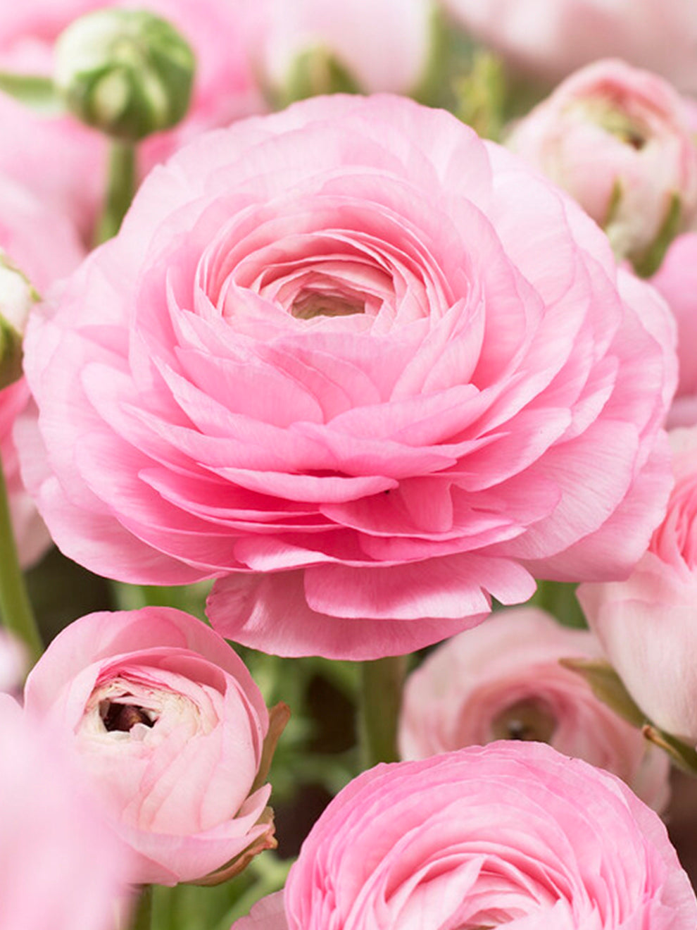 Italian Ranunculus Vs Ranunculus Elegance Rosa Chiaro - Italian Ranunculus | DutchGrown™