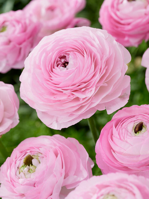 Italian Ranunculus Elegance Rosa Chiaro