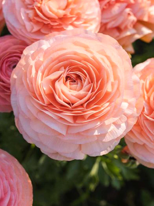 Elegance Salmone Italian Ranunculus