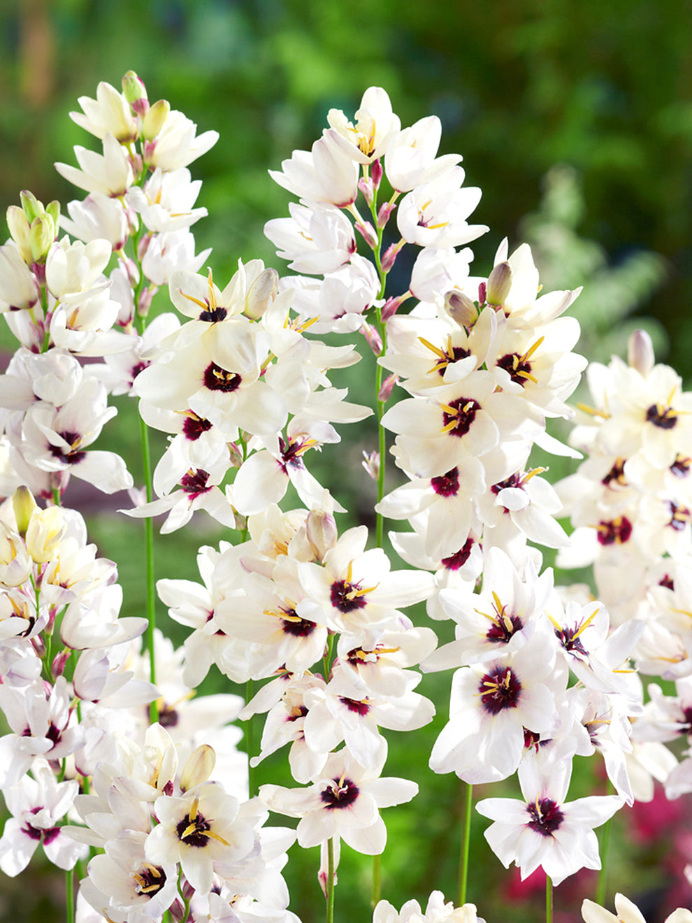 Ixia Ixia Giant | Buy Online at DutchGrown™ | Top Quality Flower Bulbs