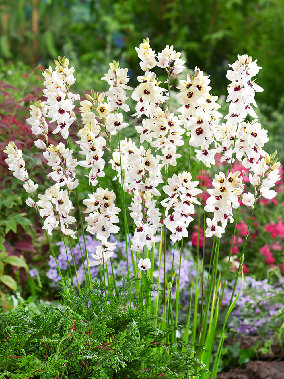 Ixia Ixia Giant | Buy Online at DutchGrown™ | Top Quality Flower Bulbs