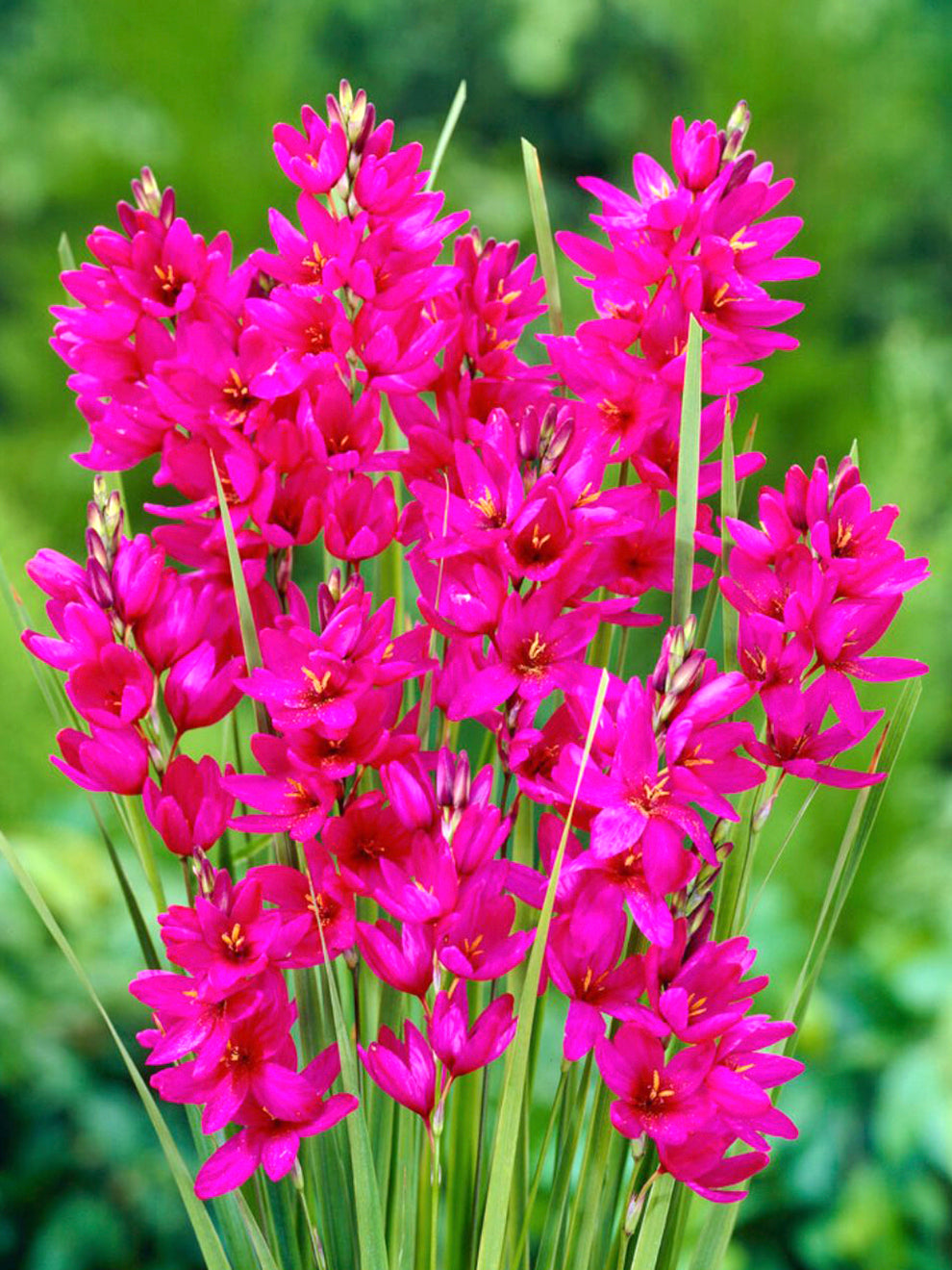 Ixia Color Ixia Mabel | Buy Online at DutchGrown™ | Top Quality Flower Bulbs