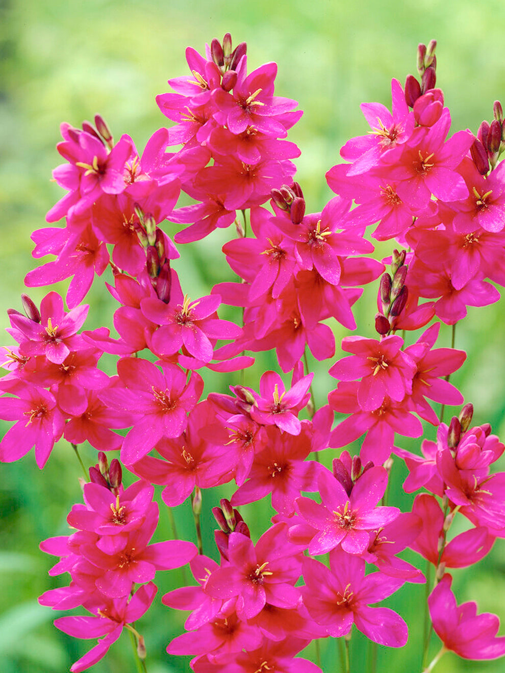 Ixia Color Ixia Mabel | Buy Online at DutchGrown™ | Top Quality Flower Bulbs