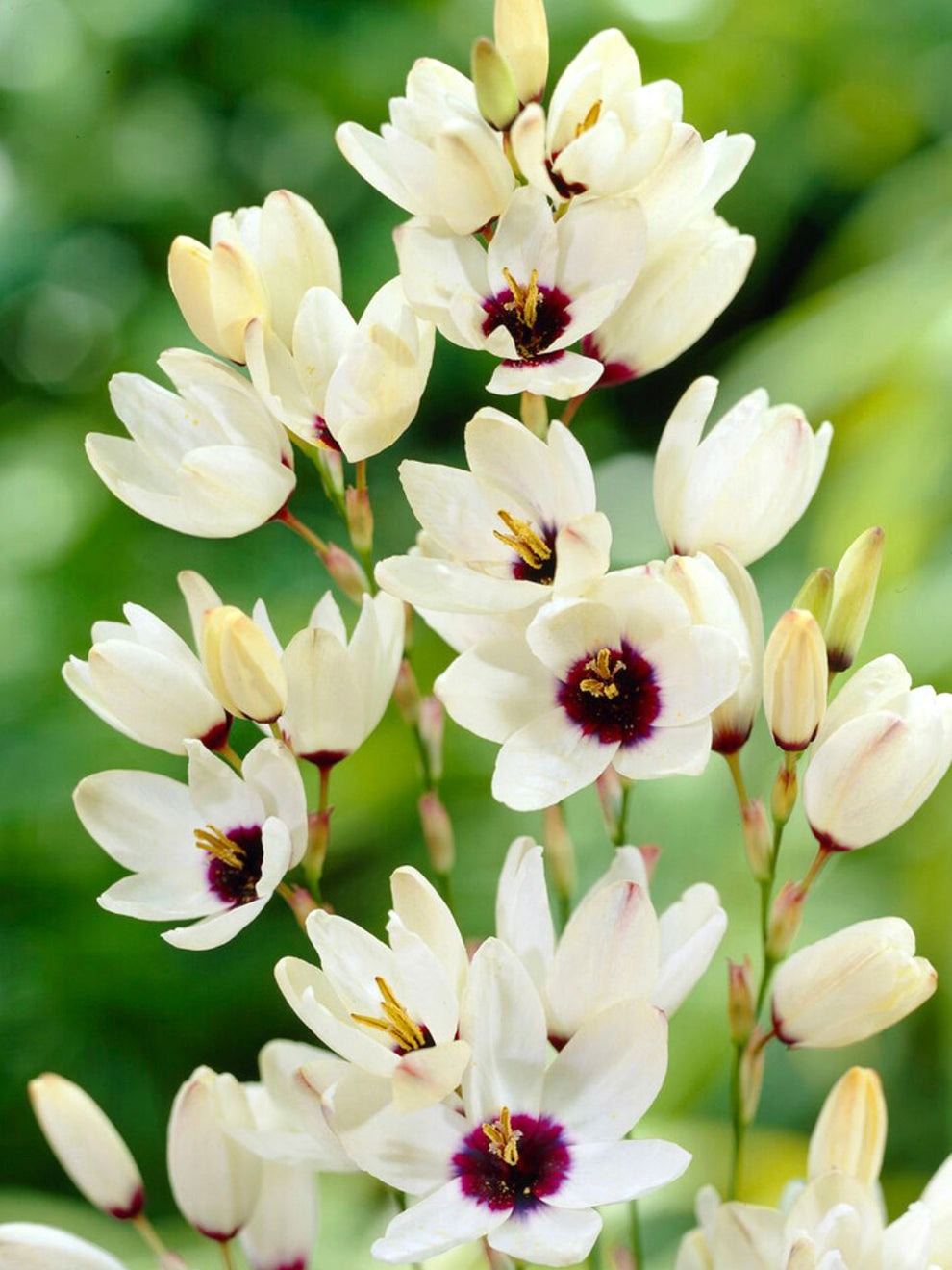 Ixia Color Ixia Marquette | Buy Online at DutchGrown™ | Top Quality Flower Bulbs