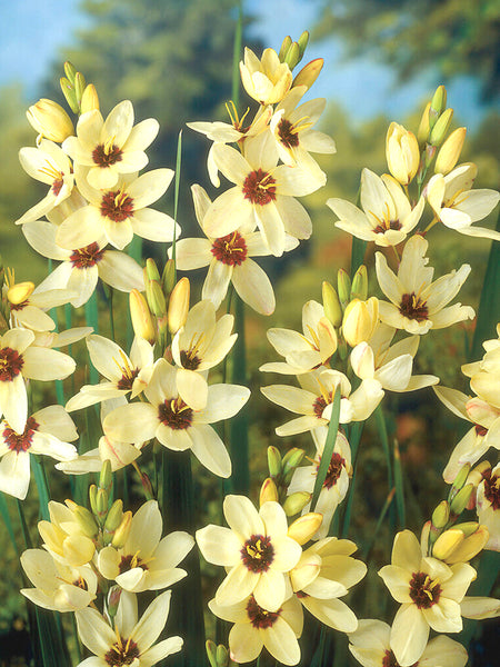 Ixia_Marquette-2_grande.jpg?v=