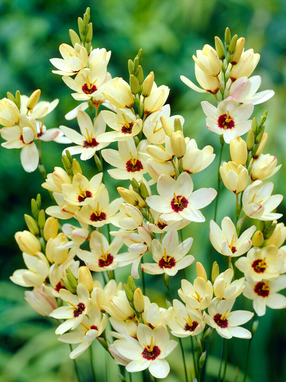 Ixia Color Ixia Marquette | Buy Online at DutchGrown™ | Top Quality Flower Bulbs