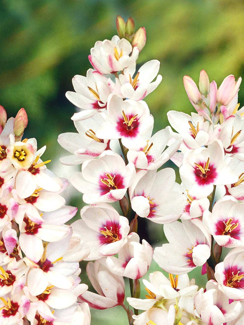 Imxia Ixia Spotlight | Buy Online at DutchGrown™ | Top Quality Flower Bulbs