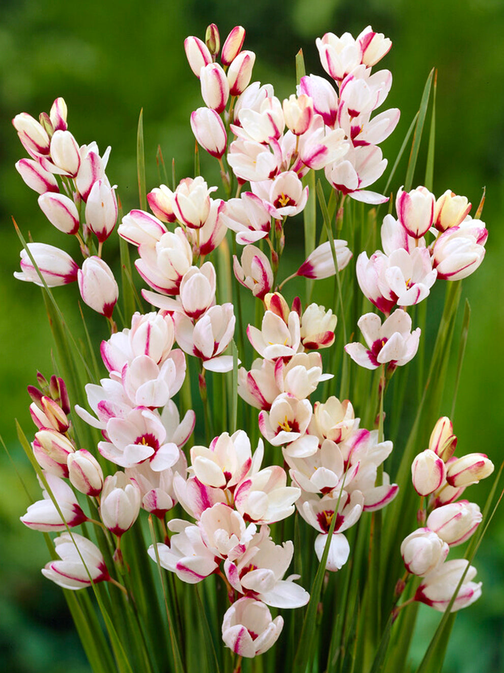 corn lilies flower Ixia Spotlight Bulbs, White - 25 Bulbs