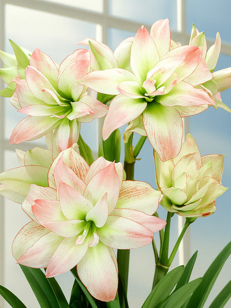 Jumbo Double Amaryllis Amadeus Candy | DutchGrown™ Flower Bulbs