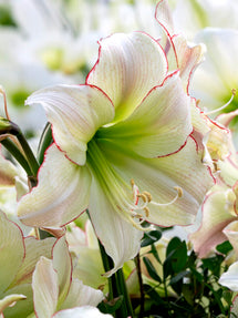 Jumbo Amaryllis Lemon Cream