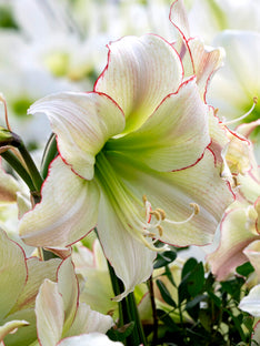 Jumbo Amaryllis Lemon Cream