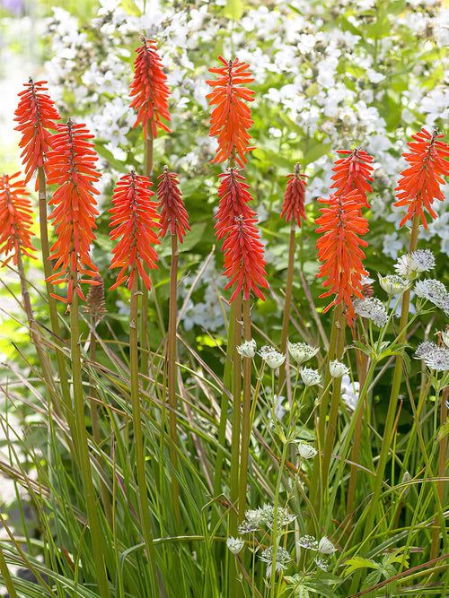 Buy Red Hot Poker Elvira