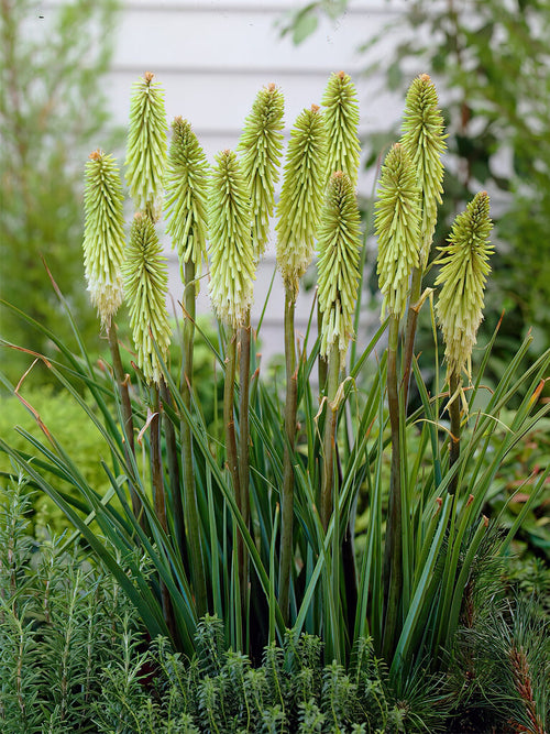 Kniphofia Green Jade - Red Hot Poker roots for spring delivery