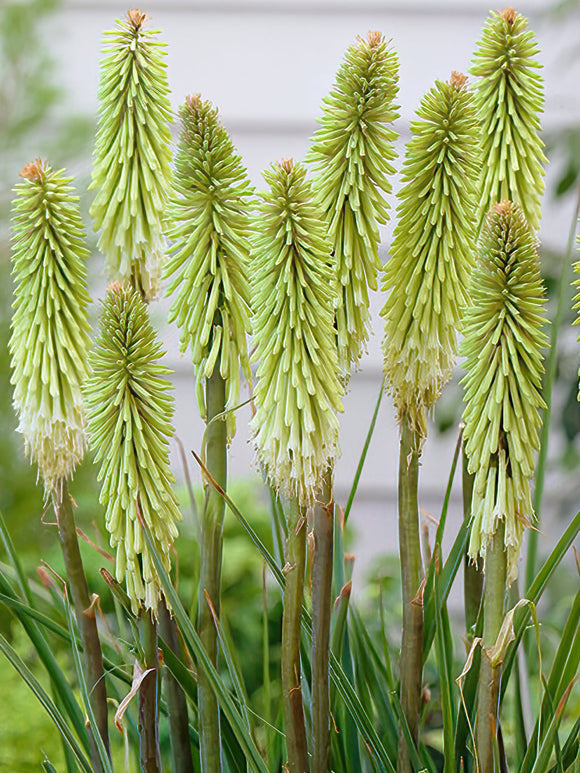 Red Hot Poker Green Jade