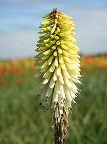 Red Hot Poker Ice Queen (Kniphofia)