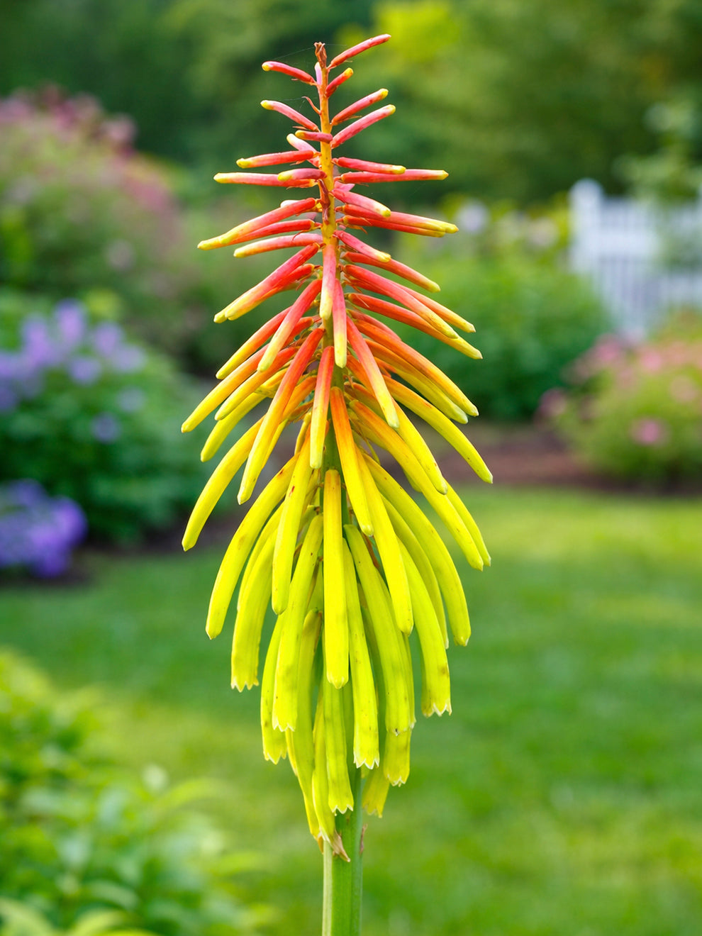 Red Hot Poker 'Rufa Rasta' (Kniphofia) | Order online at DutchGrown™