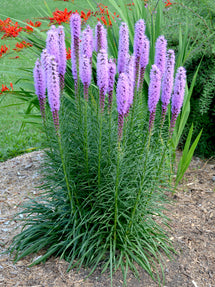 Liatris Spicata