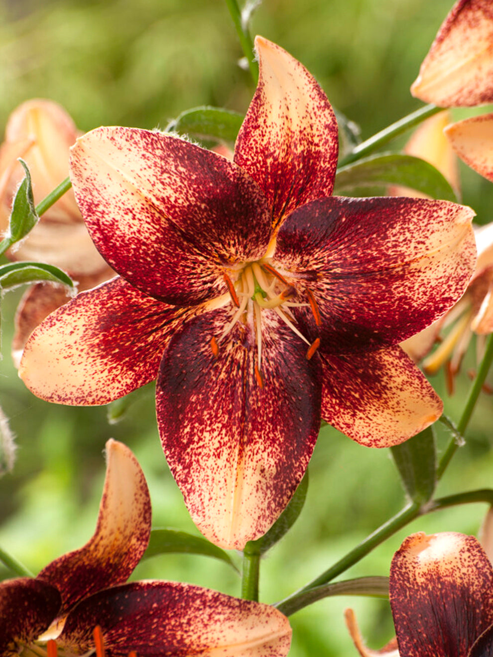 Asiatic Lily Chocolate Event Lilies Flower Bulbs DutchGrown™