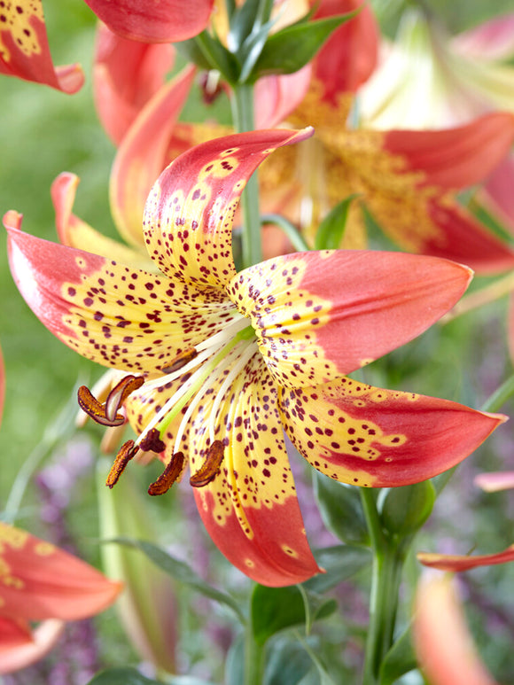 Lily Fusion - Lilies