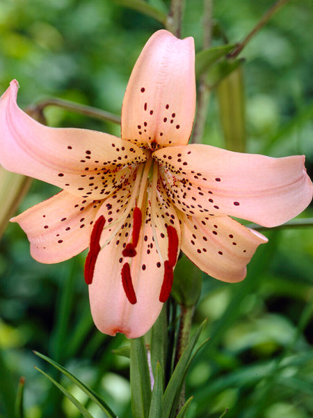 Tiger lilies shop