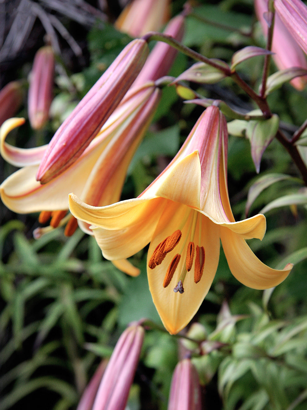 queen tiger lily Trumpet Lily 'African Queen'