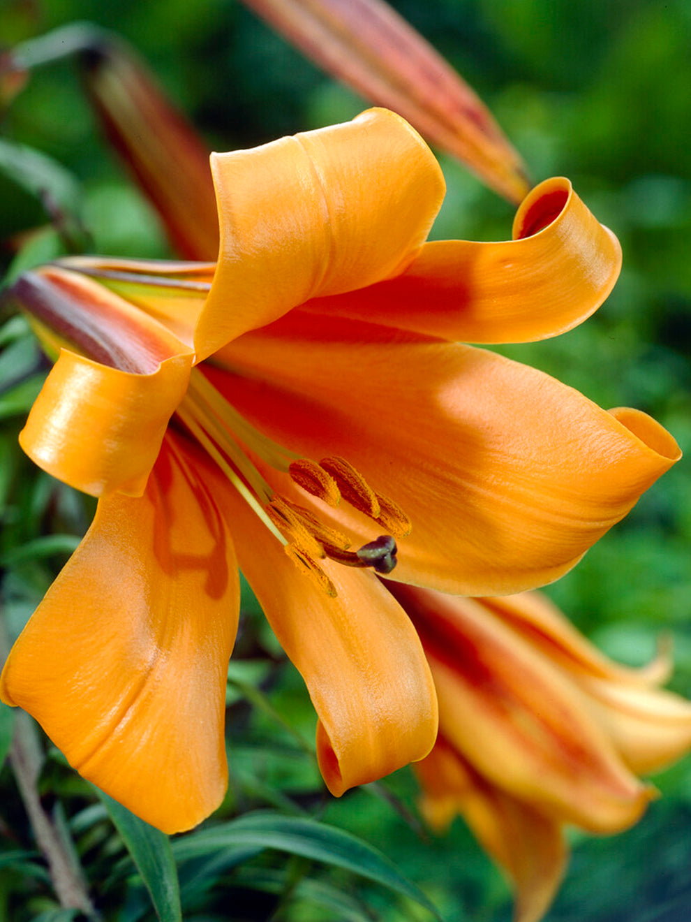 queen lily flower Trumpet Lily 'African Queen'