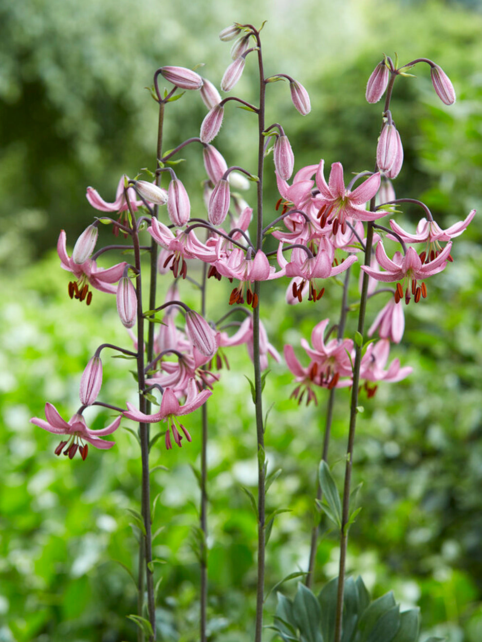 morning lily flower Martagon Lily 'Candy Morning'
