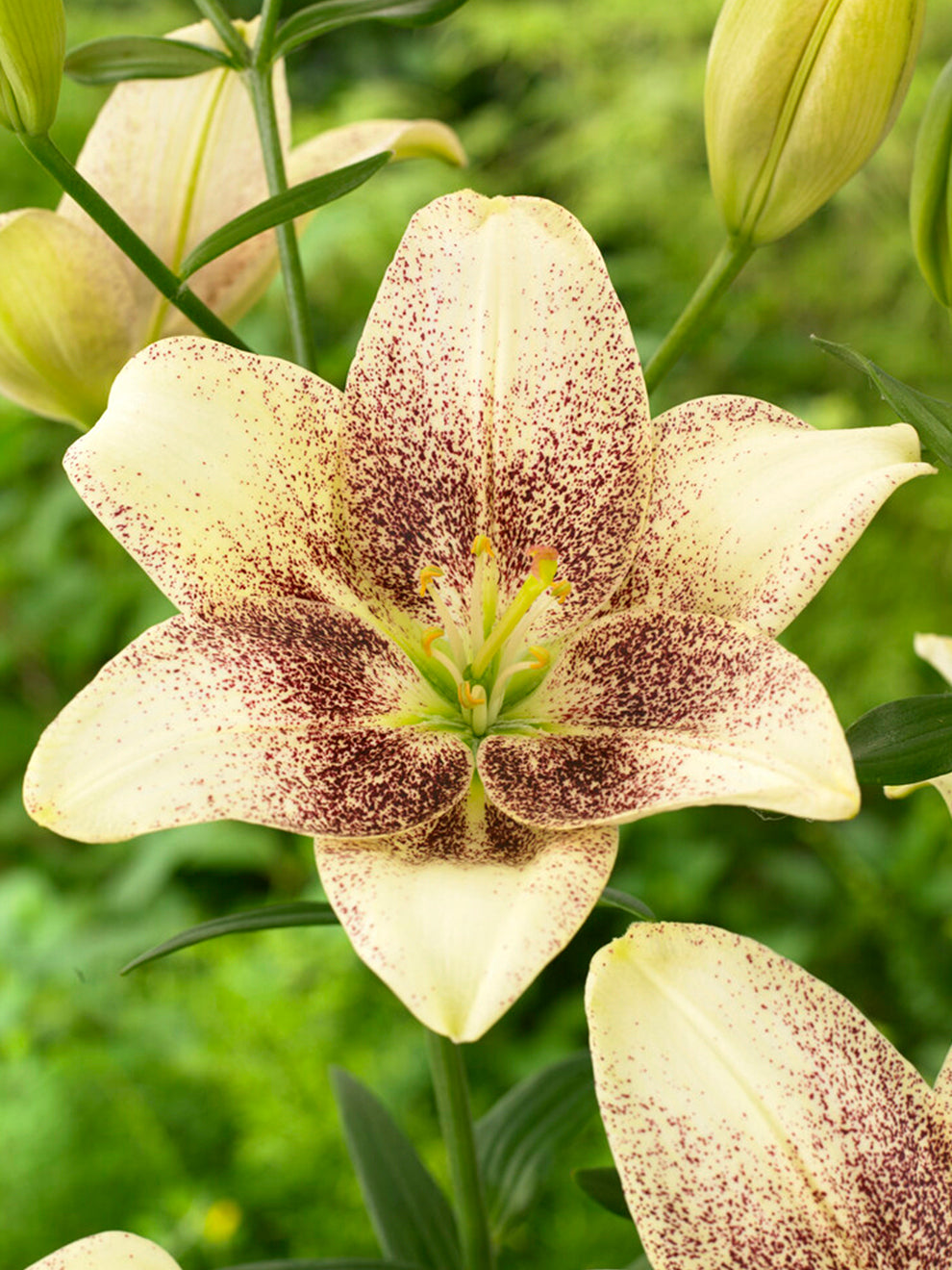 asiatic lily benefits Lily Easy Spot