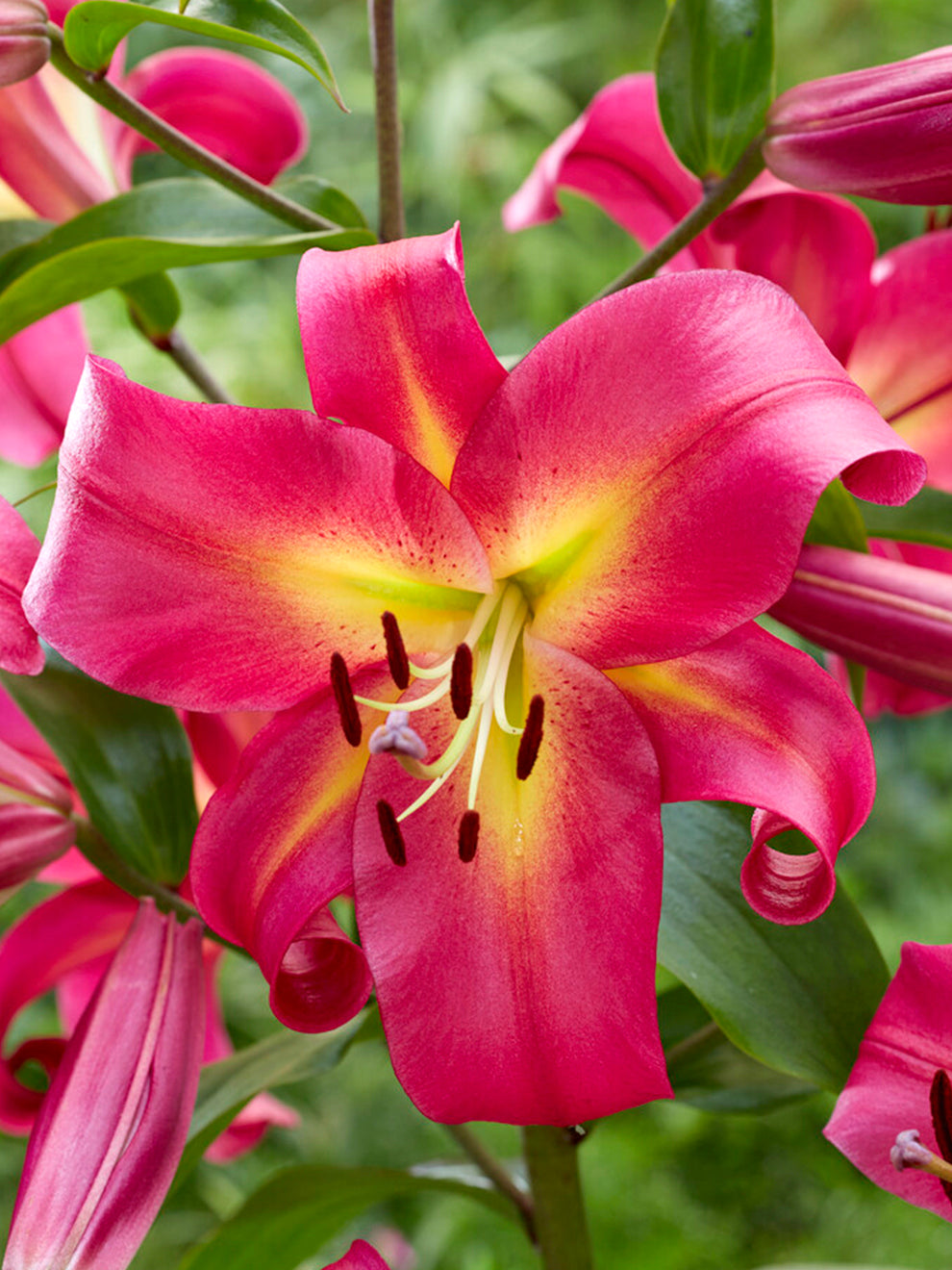 spell lily flower Lily 'Empoli' | Tree Lily