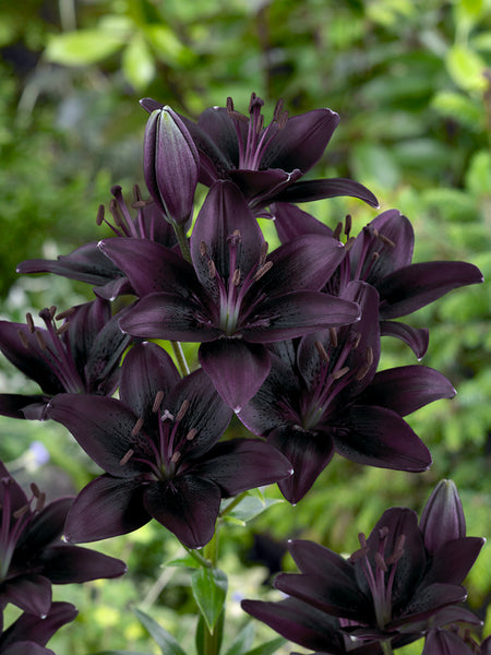 black pearl lily flower Asiatic Lily 'Landini' | The 'Black' Lily