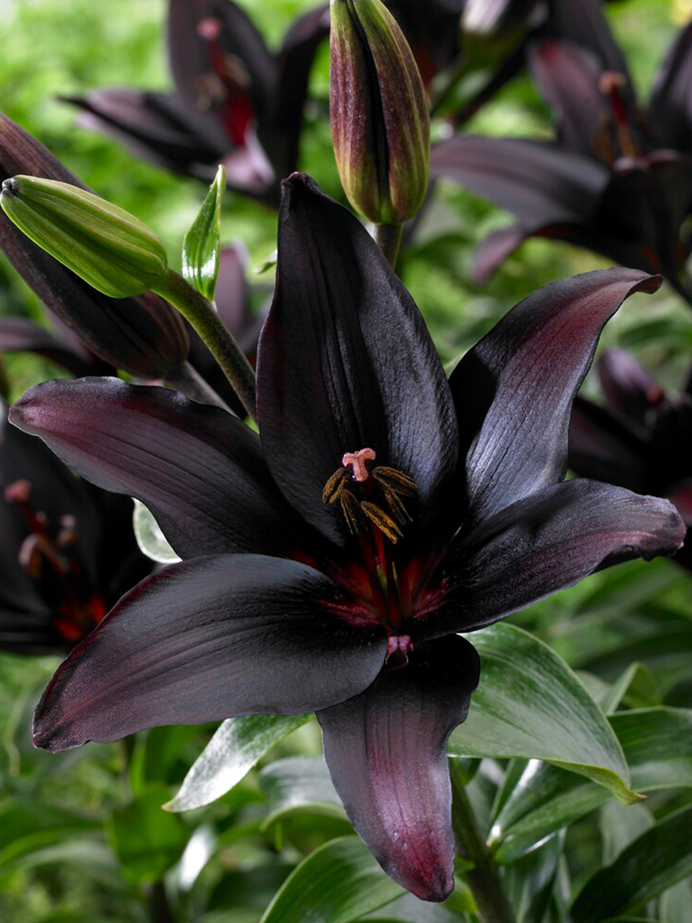 purple asiatic lily Lily Landini