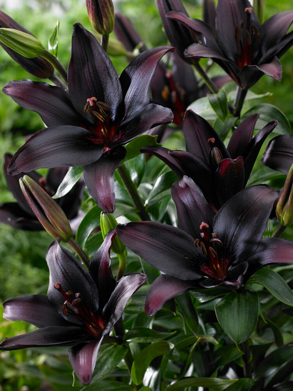 black lily plant flower Lily Landini