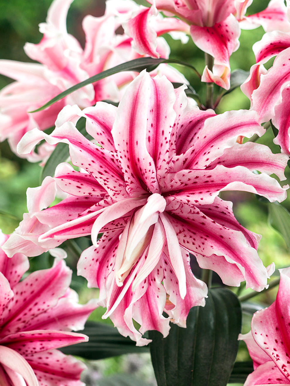 astrid lily flower Double Lily 'Magic Star' | Oriental Lily Hybrid