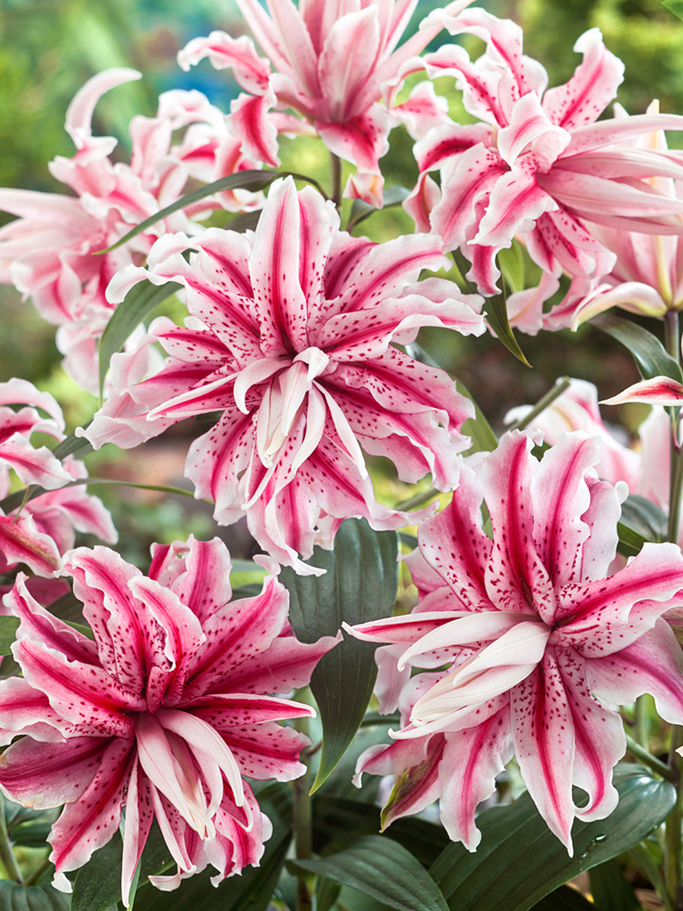 star lily flower images Double Lily 'Magic Star' | Oriental Lily Hybrid
