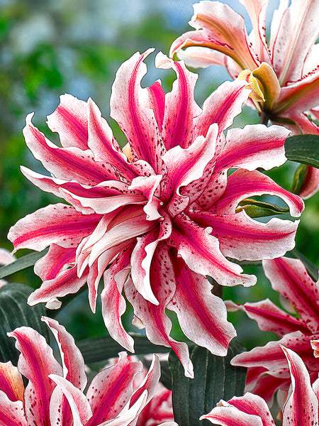 astro lily flower Double Lily 'Magic Star' | Oriental Lily Hybrid