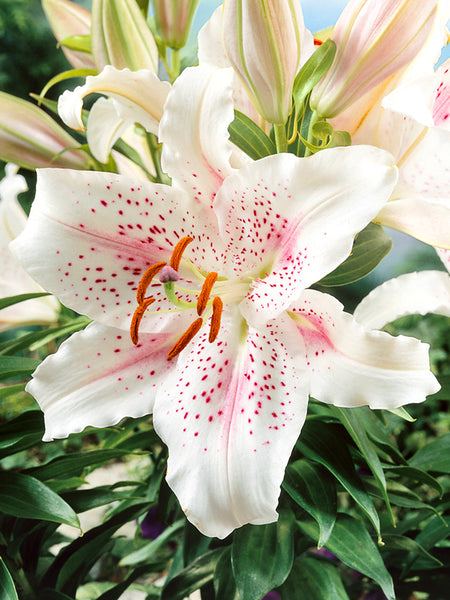 large pink and white lily Lily 'Muscadet' | Oriental Lily Hybrid