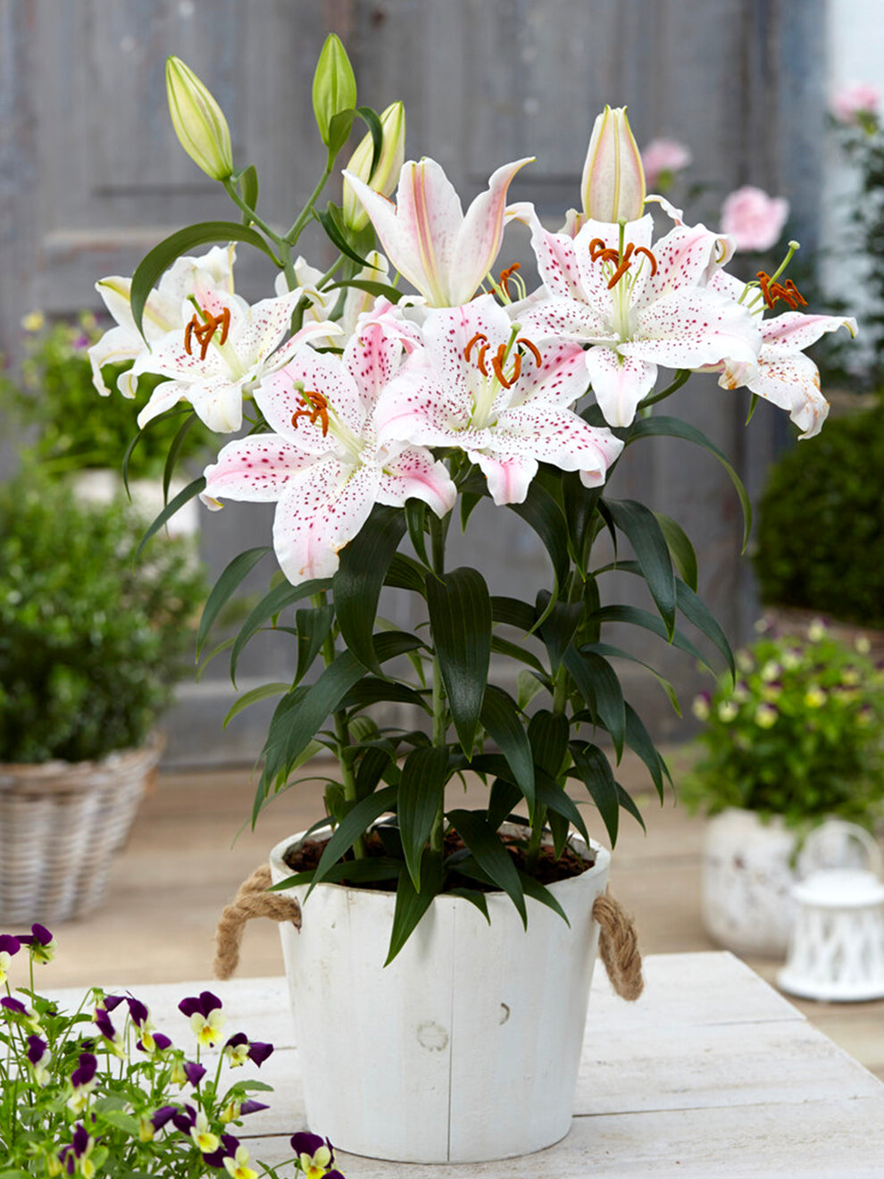 white lily with burgundy center Lily 'Muscadet' | Oriental Lily Hybrid