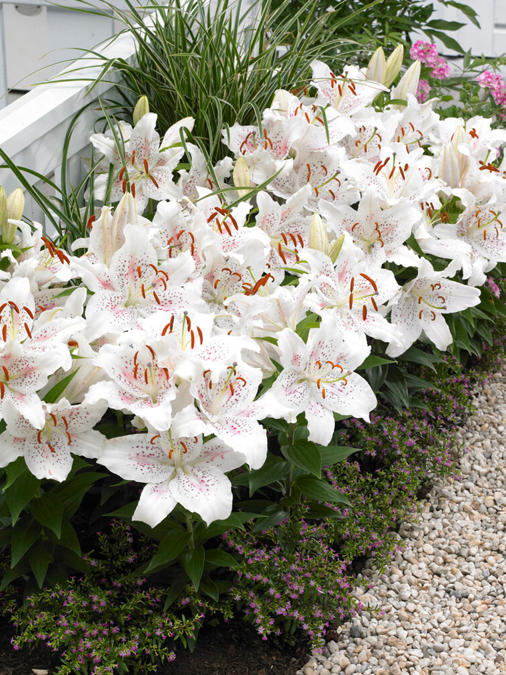 muy mucho white lily Lily 'Muscadet' | Oriental Lily Hybrid